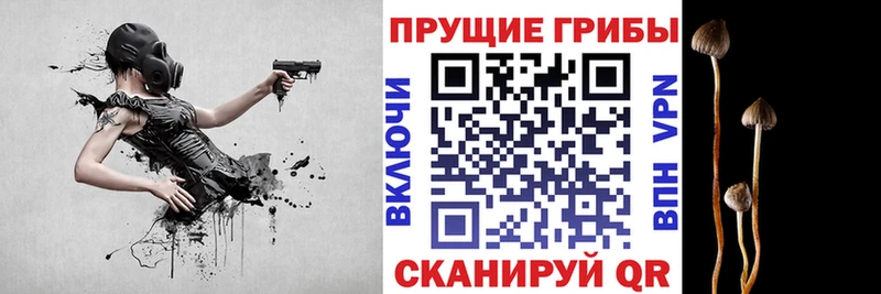 Псилоцибиновые грибы Psilocybine cubensis  Ленск 